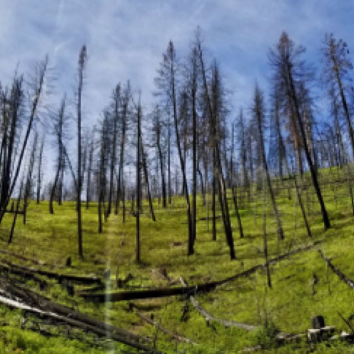 Canyon Creek Complex Fire Damage