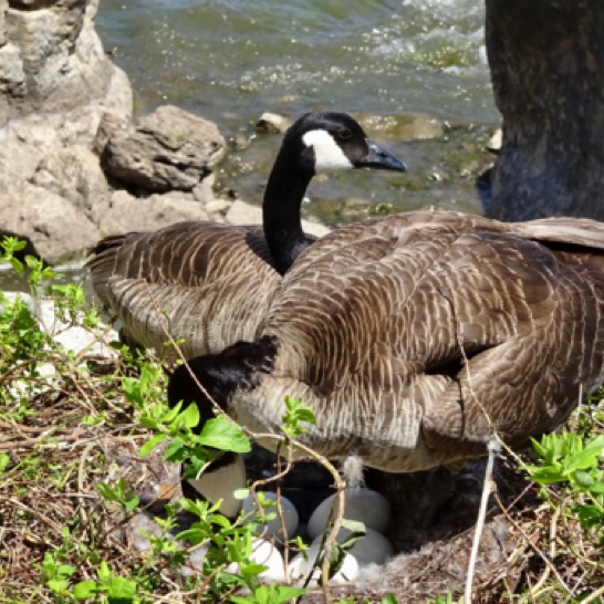 Goose nest at the base of the rocks supporting the Keeper